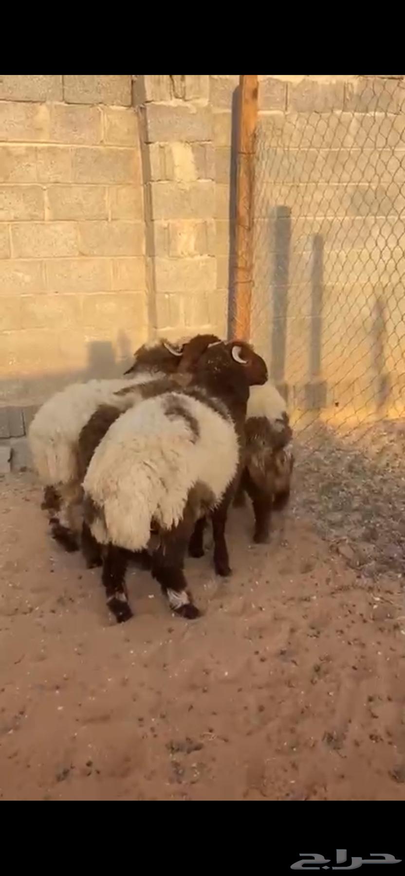 للبيع طليان نعيم (( تم البيع ))64465381339009110