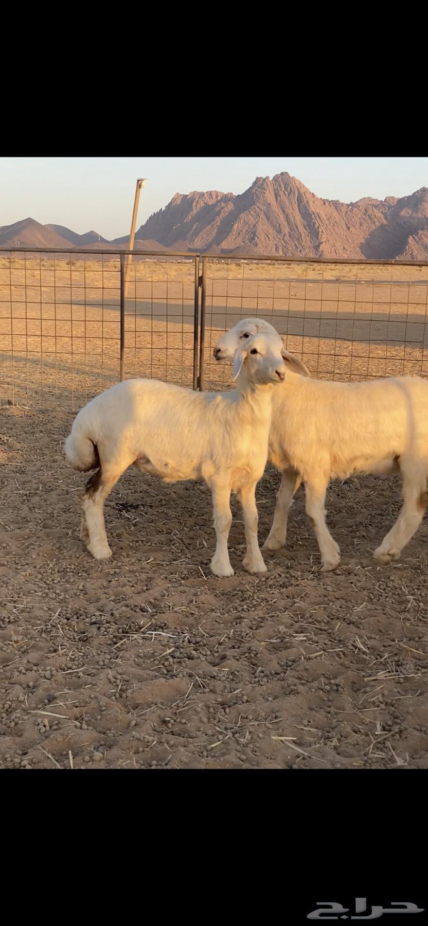 Rukhal Sanf64467536107777113