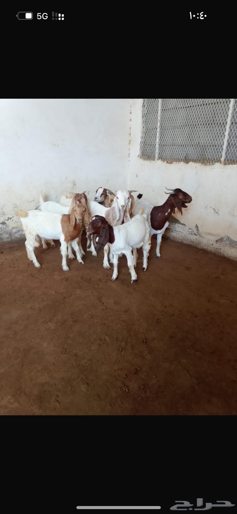 Hybrid Borqout Jafar64468754210177114