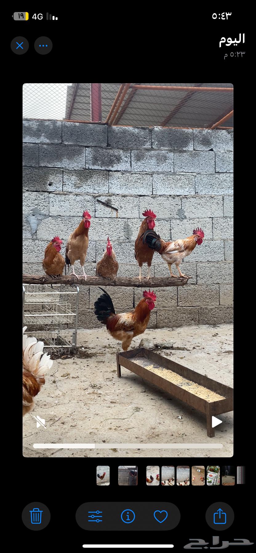 السلام عليكم.. ديوك بلدي 25 ديك64469362563842111