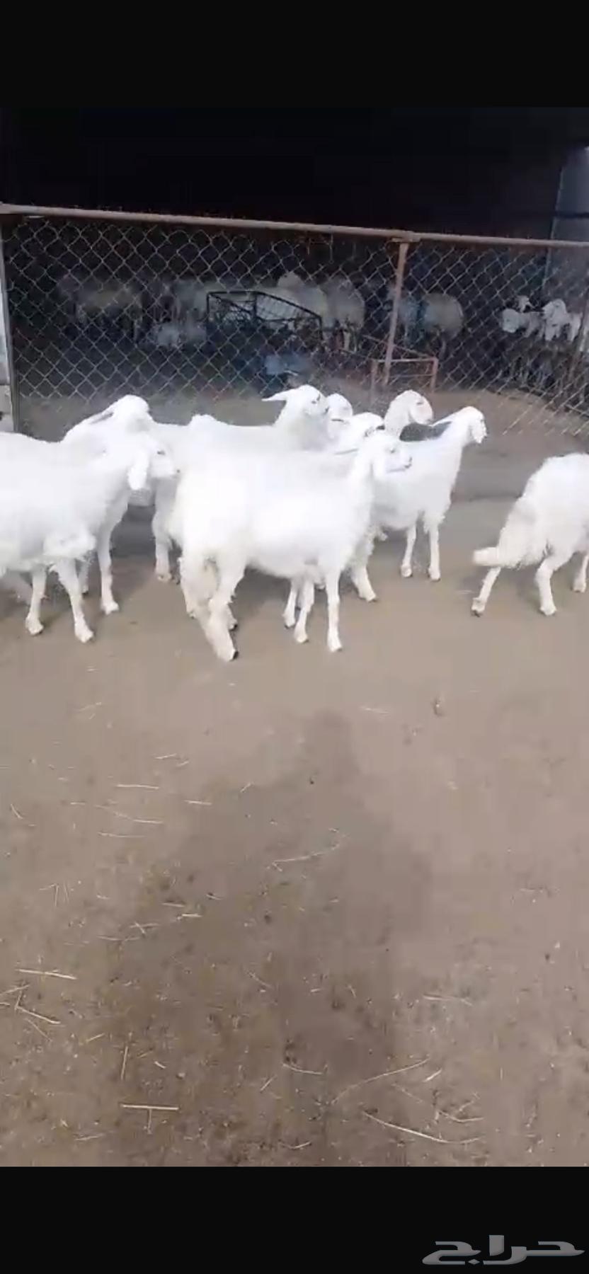 11 رخل64468134678657110