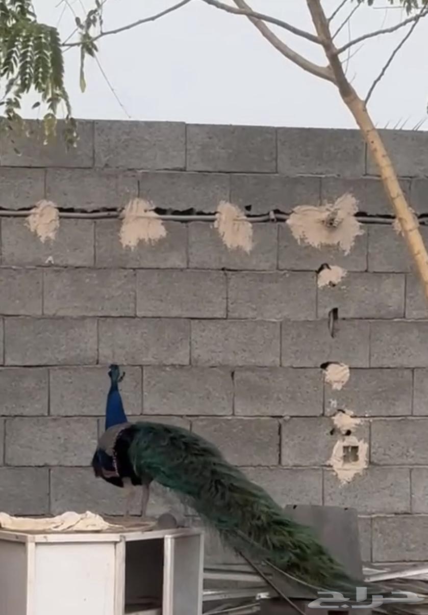 Peacock64470292348418111