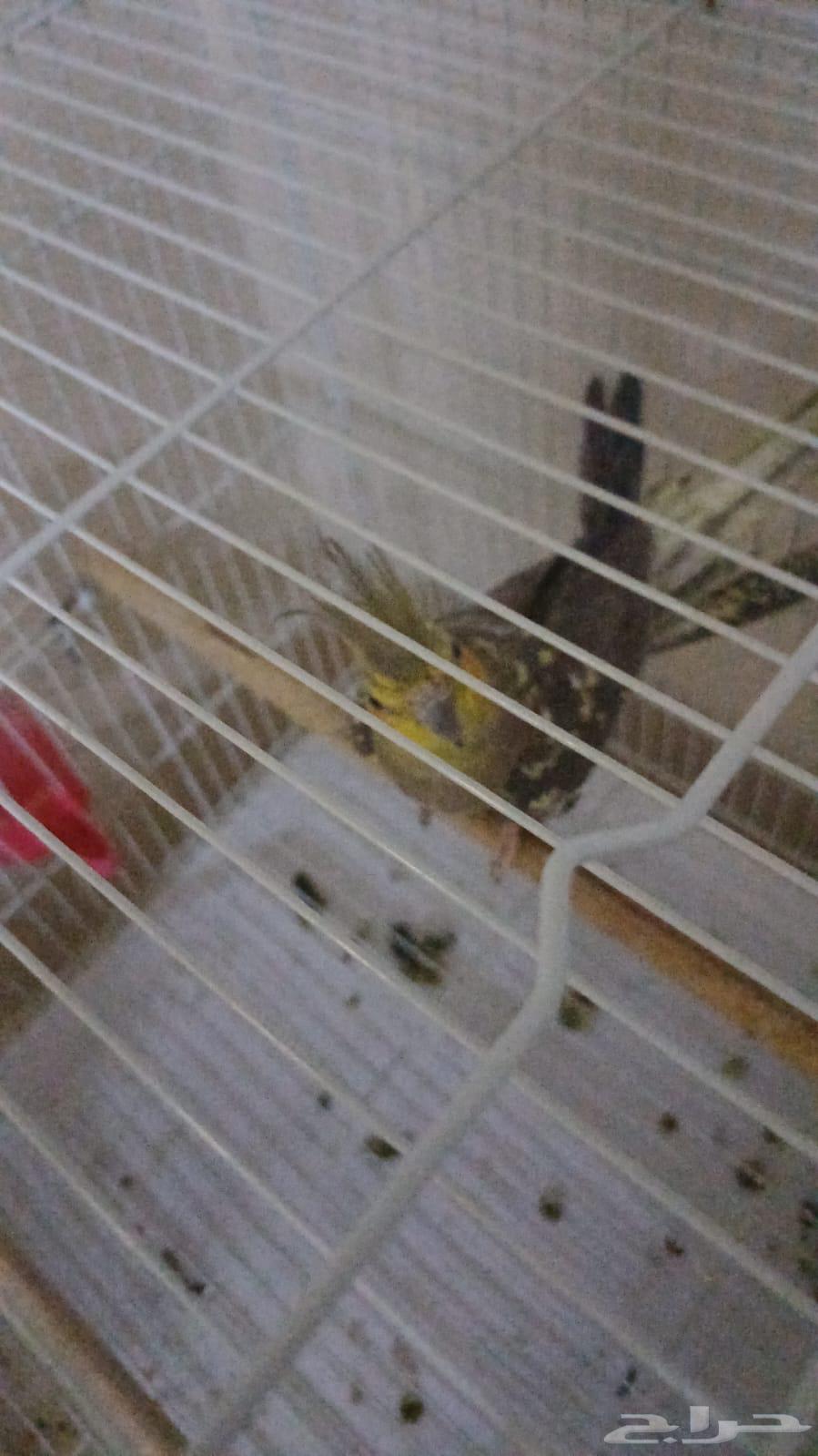 زوج كروان للبيع64471485018369110