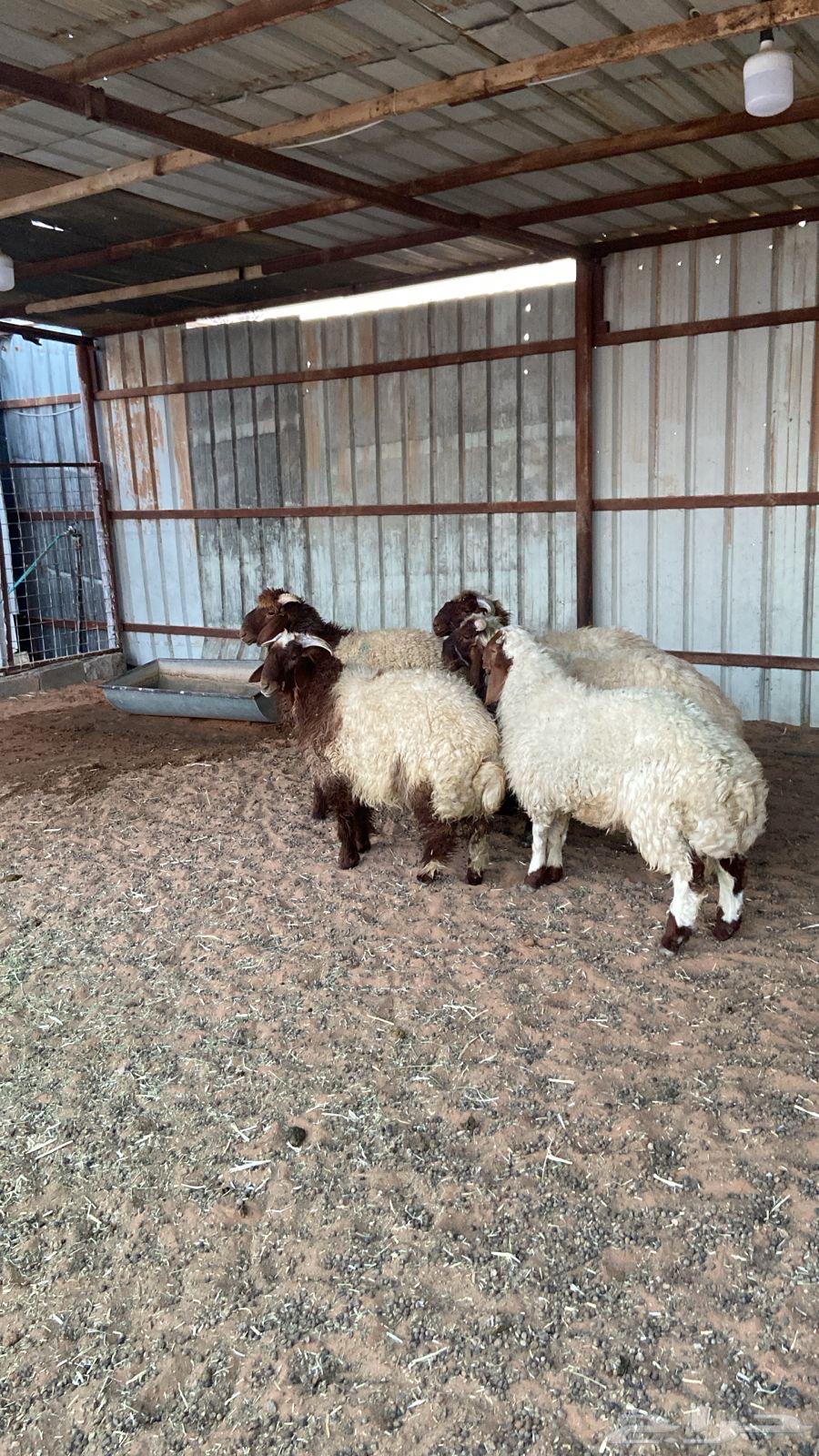 لبيع الحلال بانواعه64469153654274110