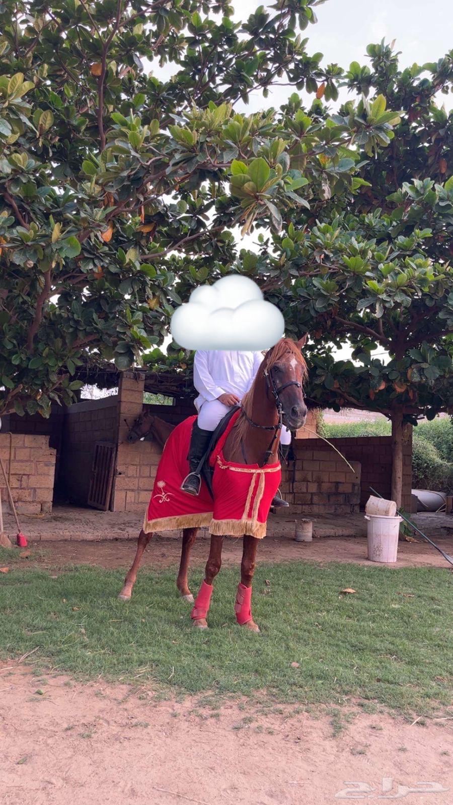 حصان شعبي للبيع64464674295298111