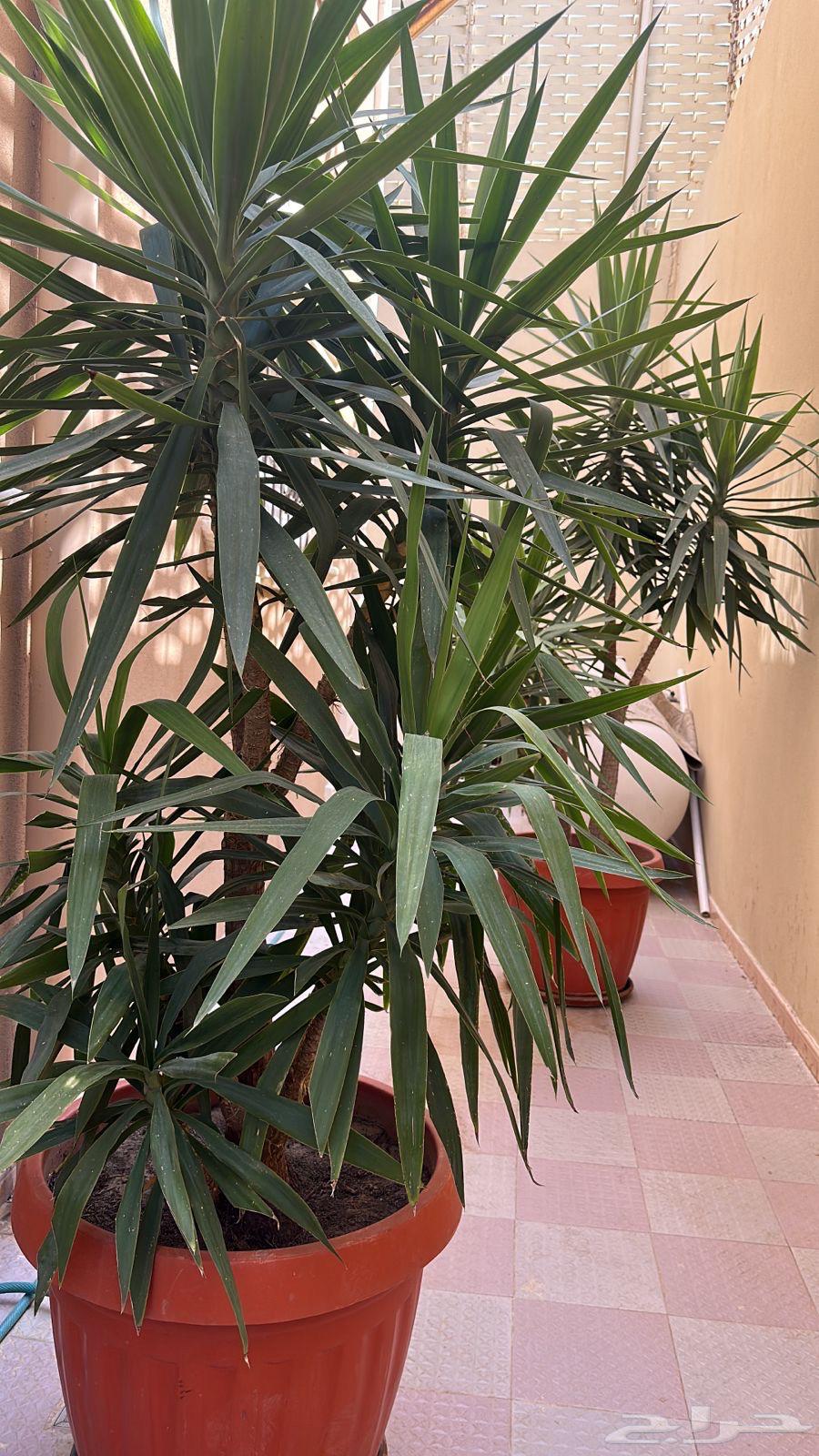 شجرة اليوكا للبيع64464591074305110