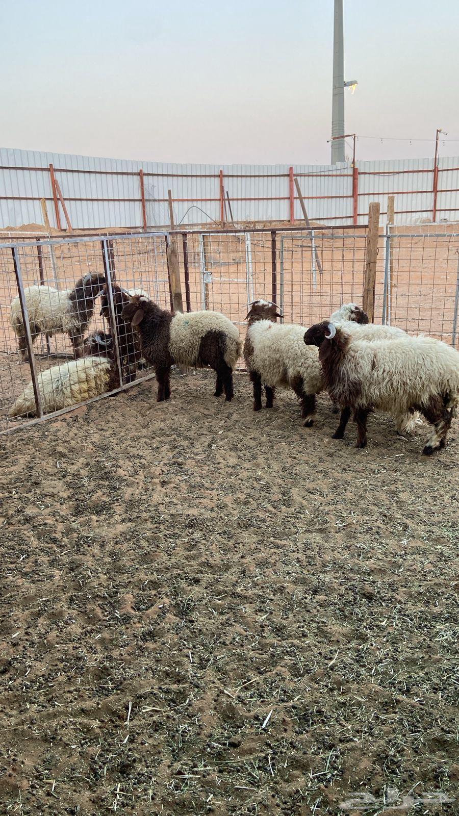 لبيع الحلال بانواعه64469153654274111