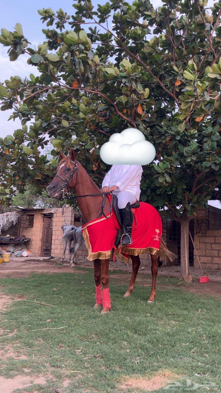 حصان شعبي للبيع64464674295298110