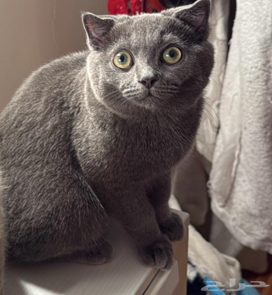 قط شكوتش فولد للبيع64465226371585112