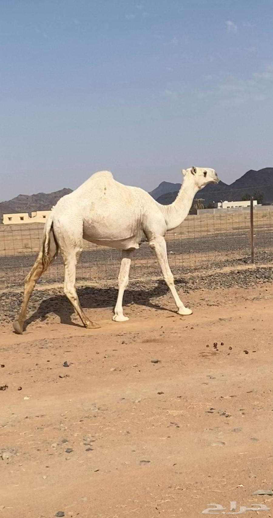 للبيع بكره لقيه جدها مشاكل ابو عجاريد64467522314499113