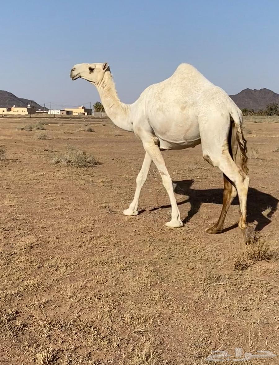 للبيع بكره لقيه جدها مشاكل ابو عجاريد64467522314499112