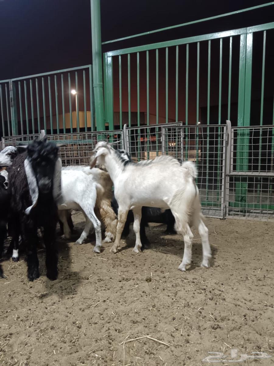 تيوس للبيع64431698805761112