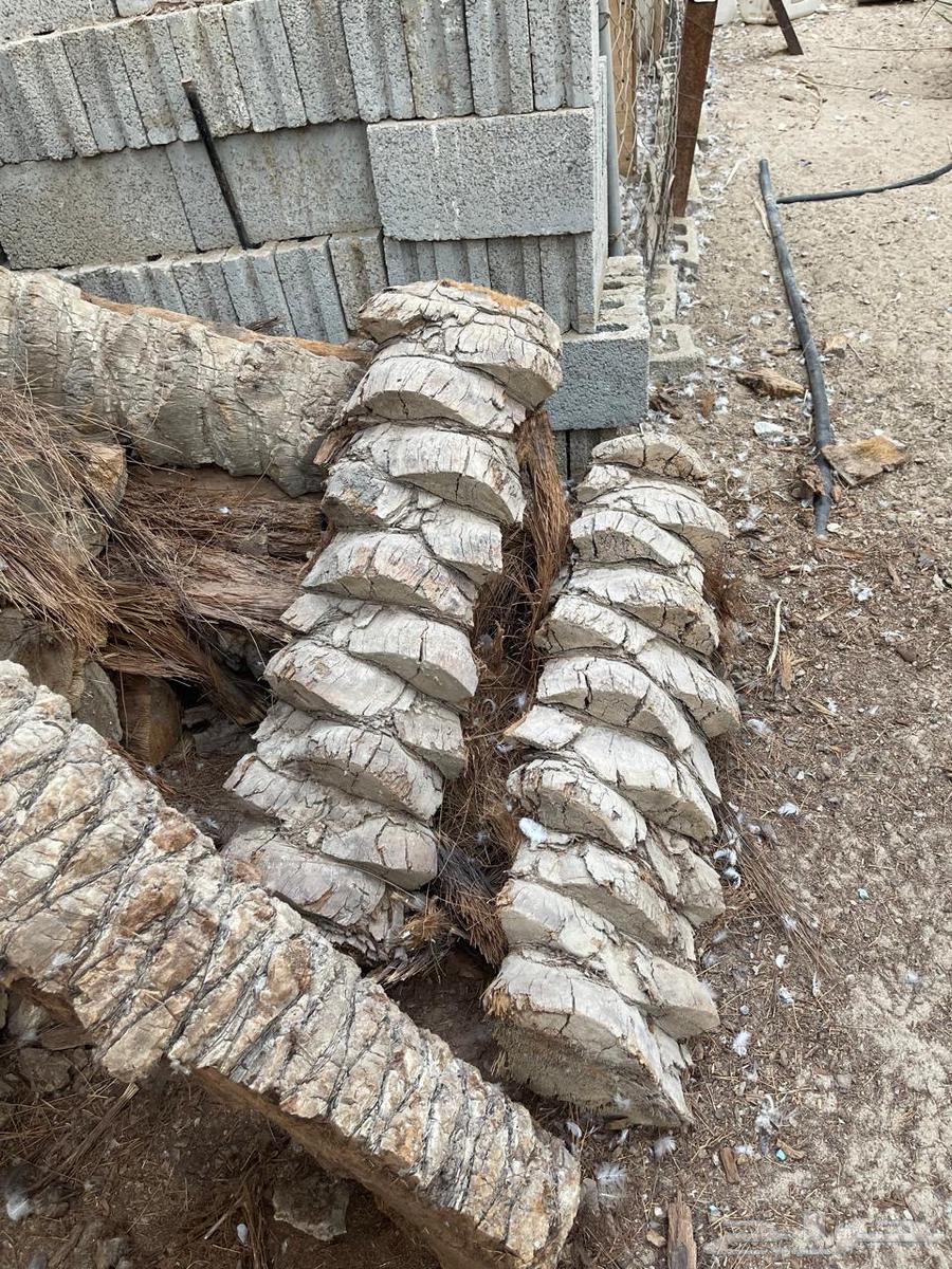 Palm trunks for Mandi64466263543555110