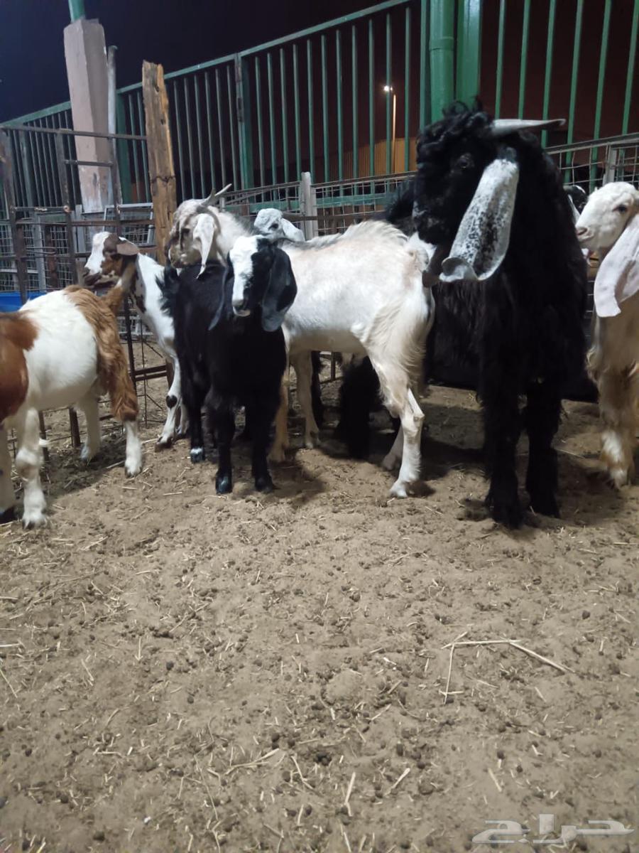 تيوس للبيع64431698805761110