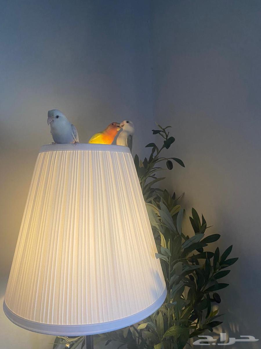 4 طيور روز للبيع64465996641921113