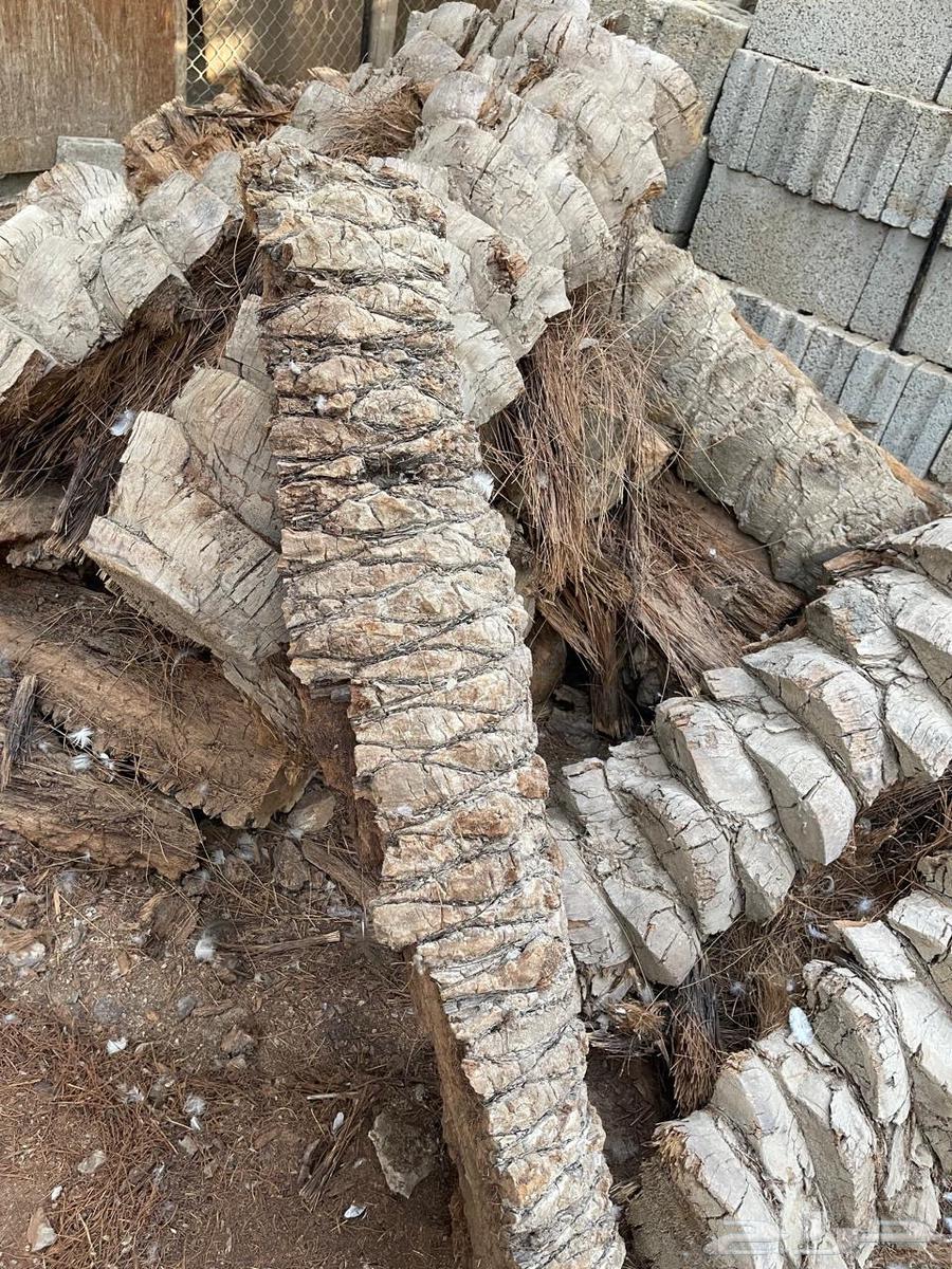 Palm trunks for Mandi64466263543555113
