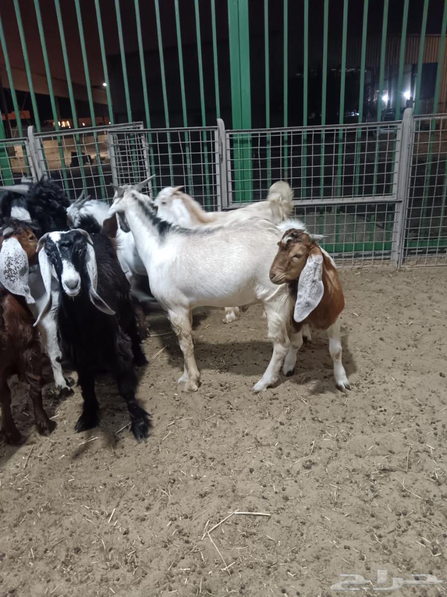 تيوس للبيع64431698805761113