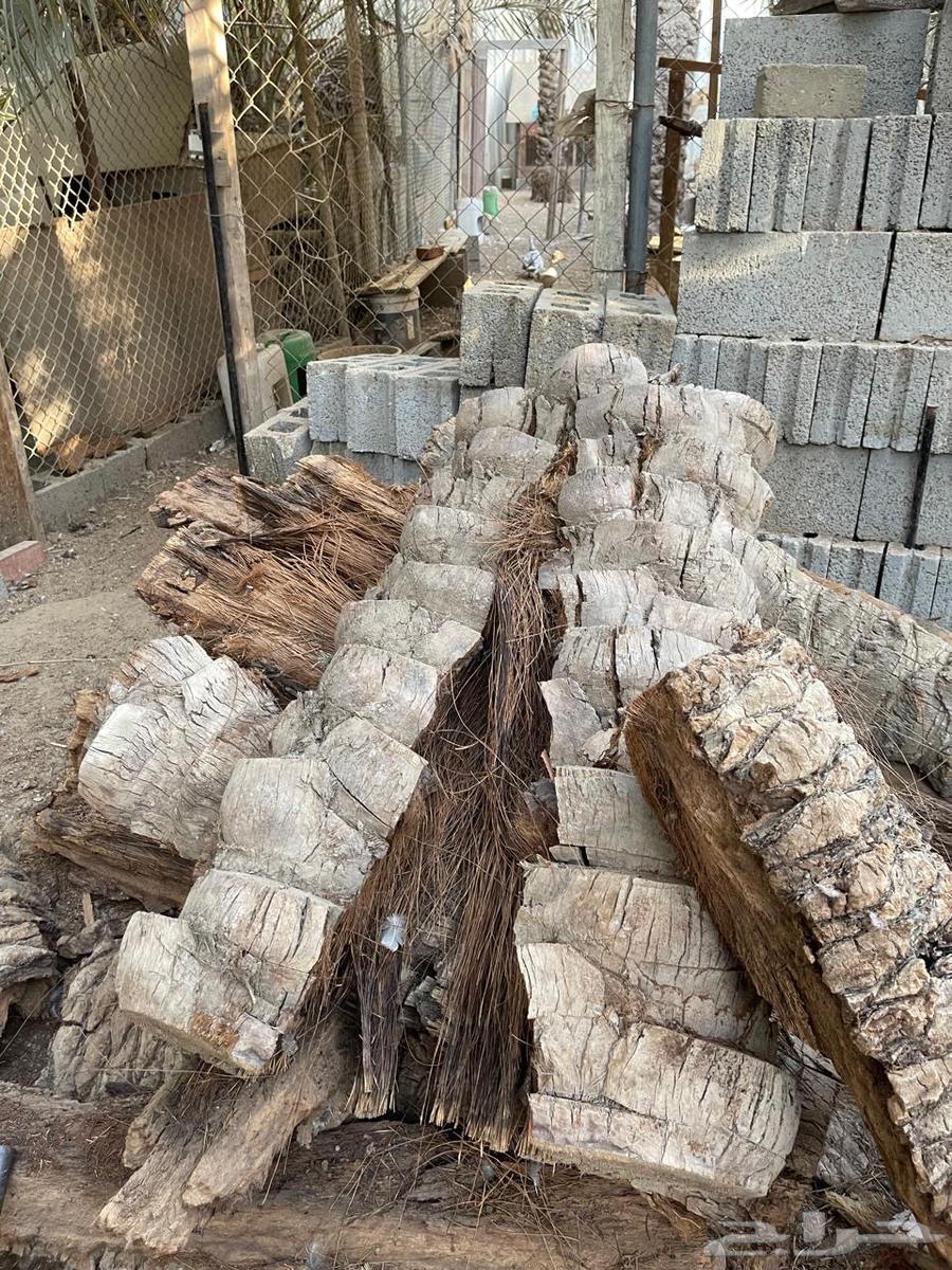 Palm trunks for Mandi64466263543555112