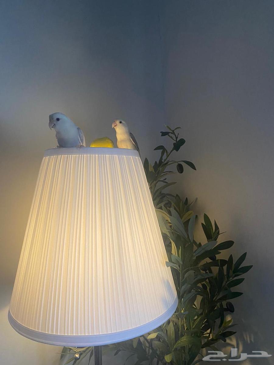 4 طيور روز للبيع64465996641921110