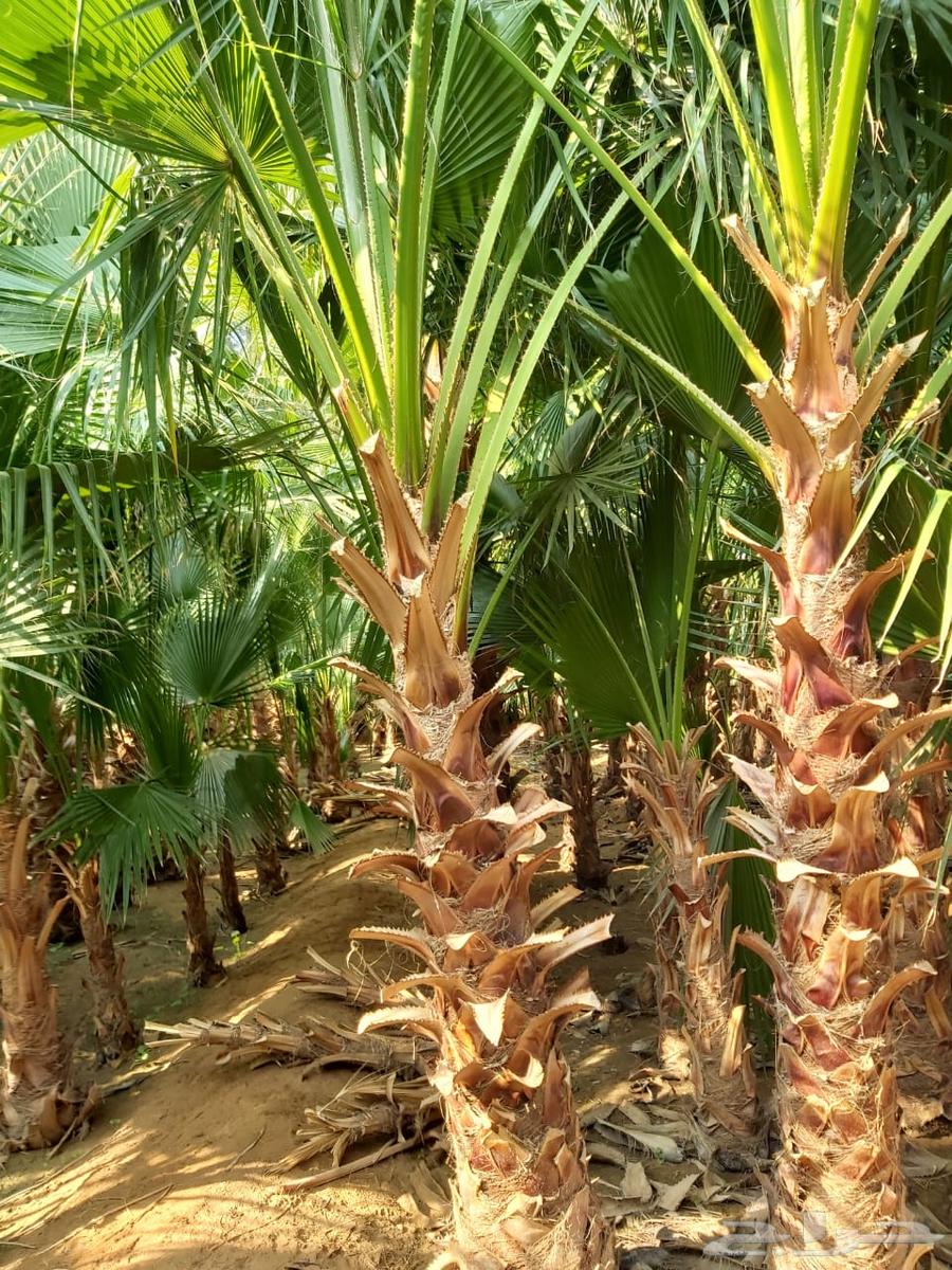 عيون الجواء64465871303171114