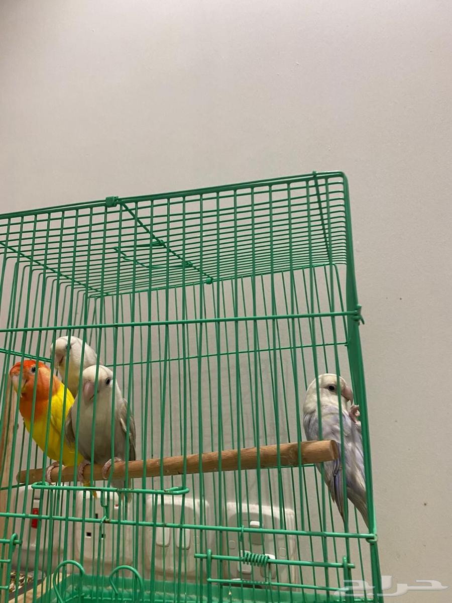 4 طيور روز للبيع64465996641921112
