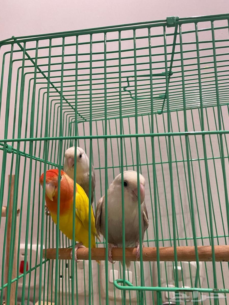 4 طيور روز للبيع64465996641921111