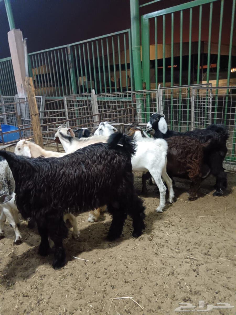 تيوس للبيع64431698805761111