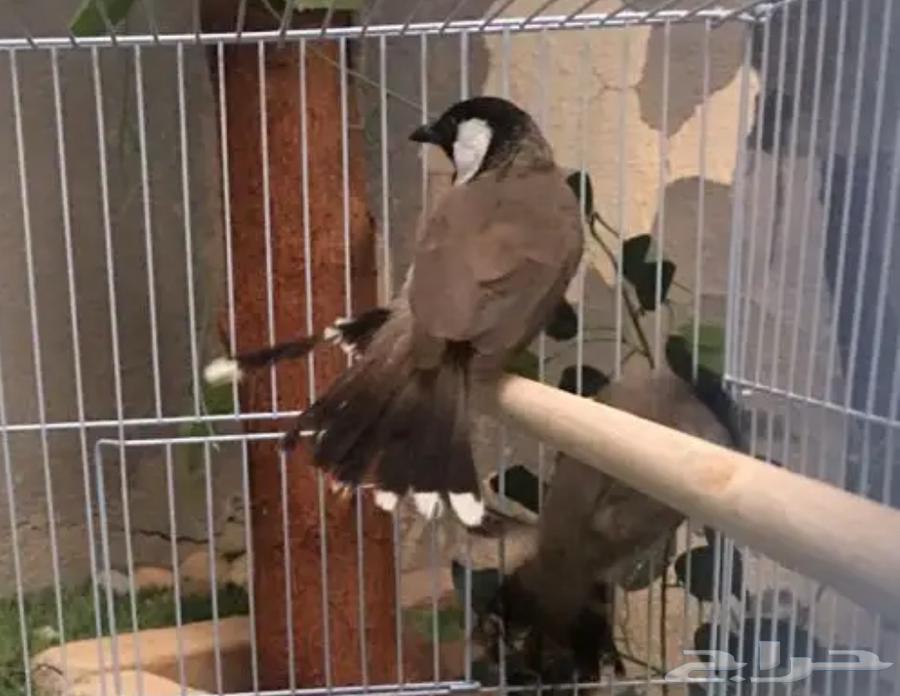 للبيع حوز بلبل مغرد64470374677507110