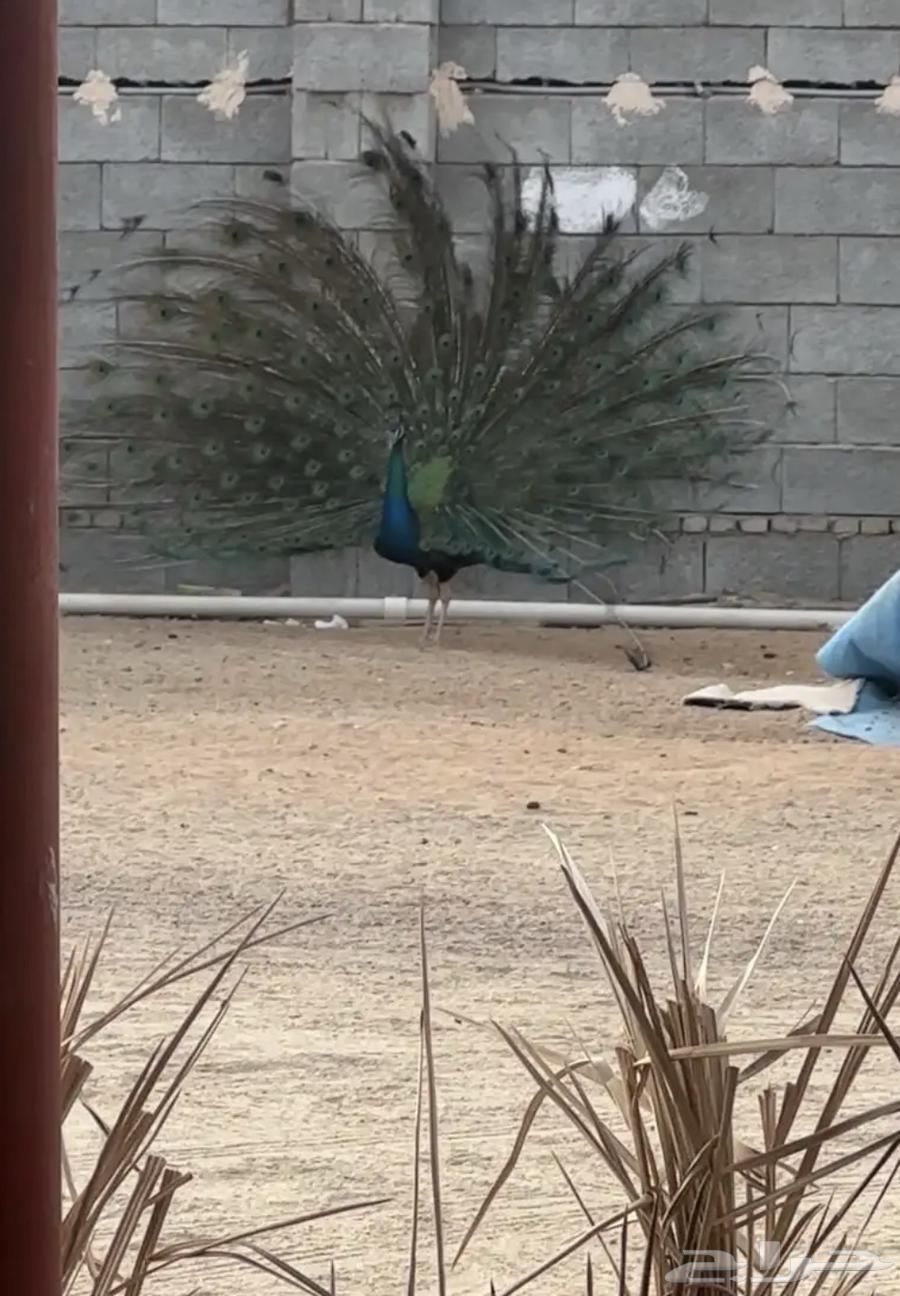 Peacock64470292348418112