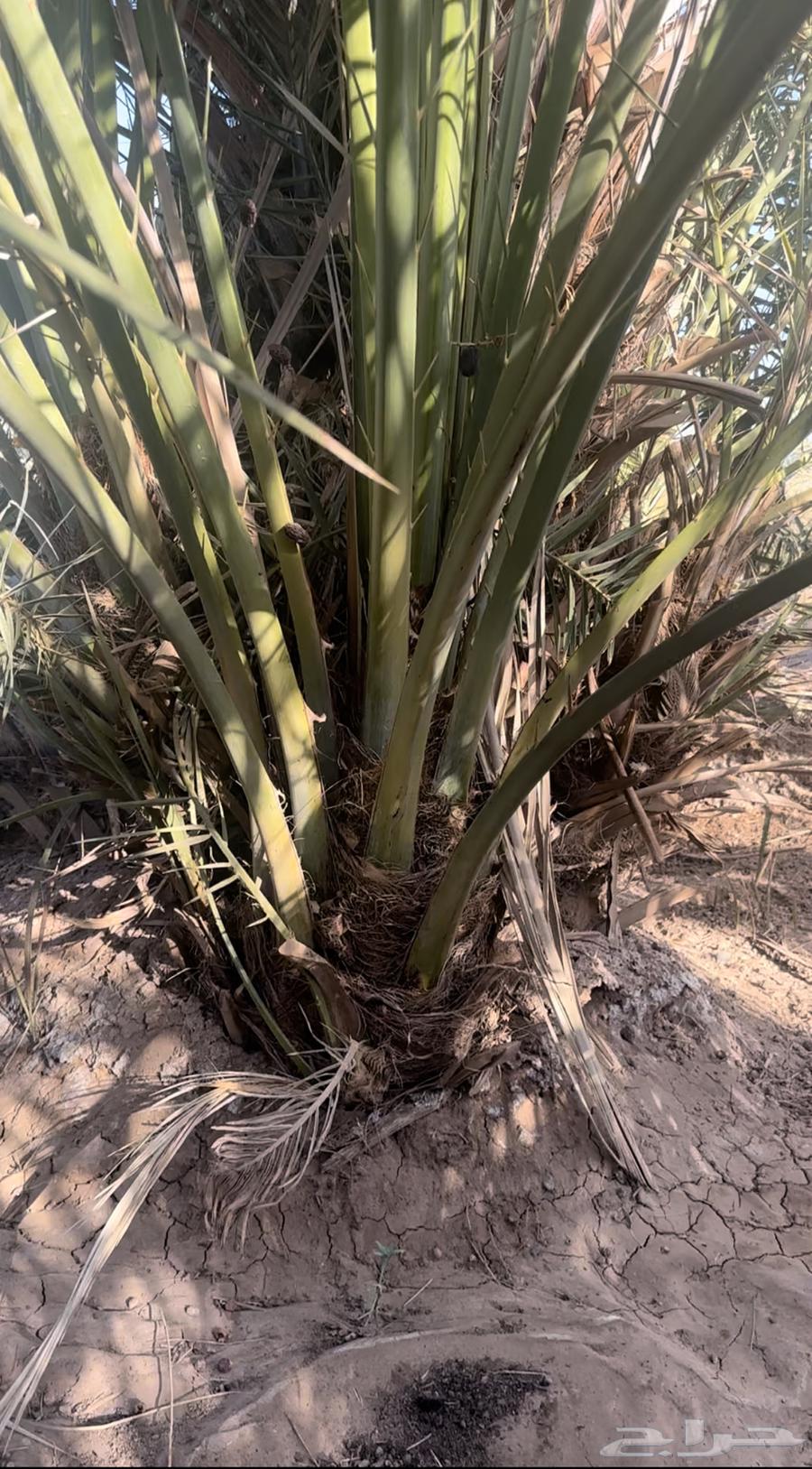 Saffawi date palms64465716985475110