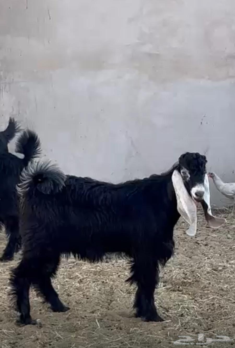 تيس عارضي العمر 6 شهور ونص الجرم فل الفل64477074573825110