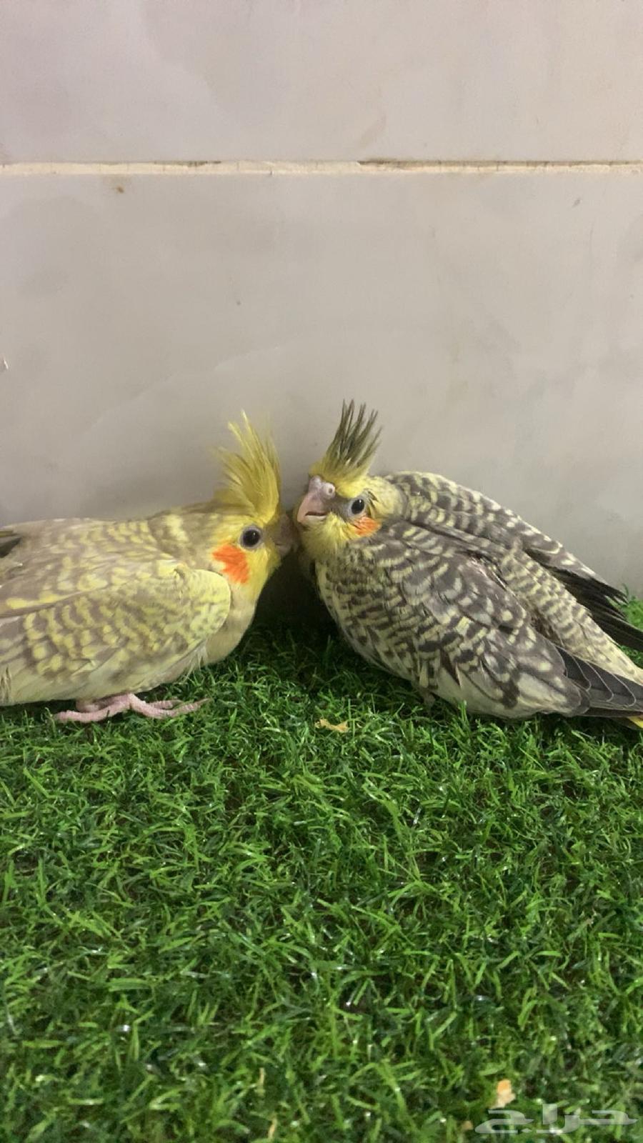 فروخ كروان   تم البيع64472816556929110