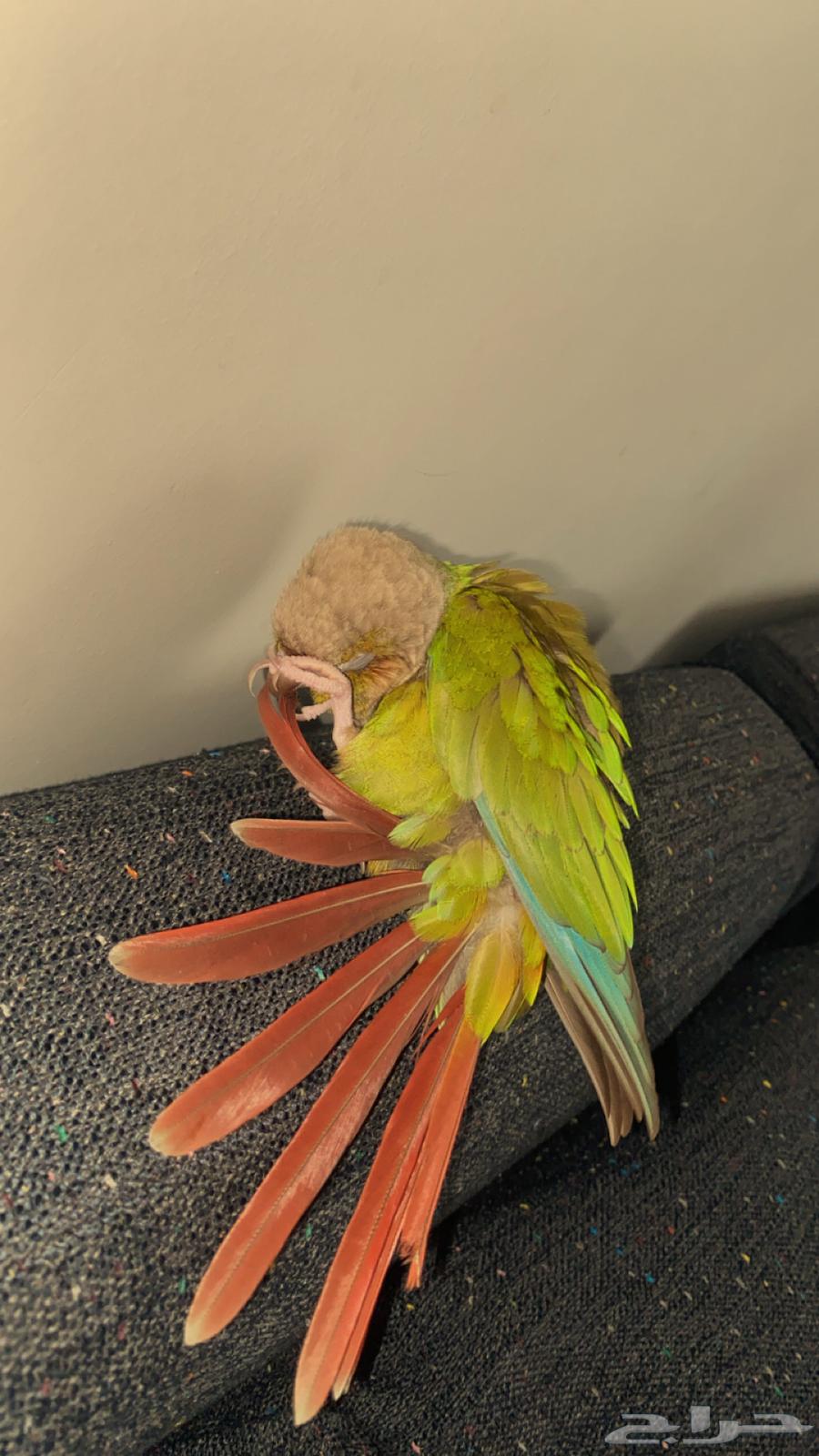 كنيور اناناس للبدل او البيع64475932336001110