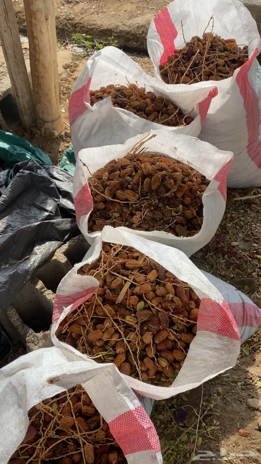 Dates for Halal64473401568515110