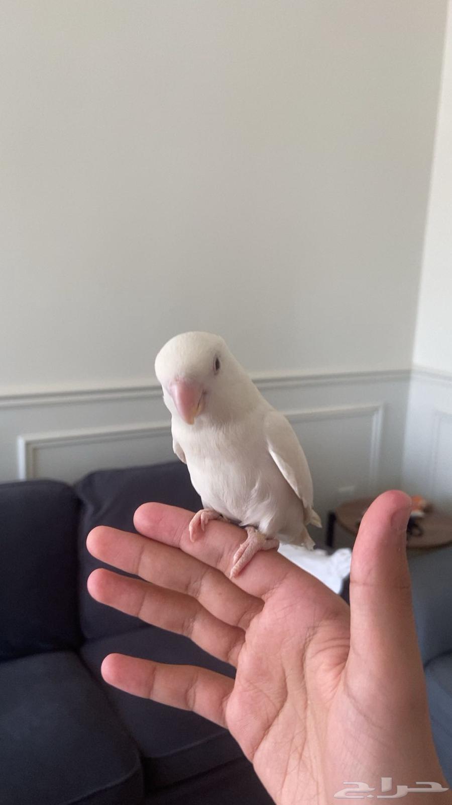 روز هدد داخلي متكلم يعطي بوسات64475805919619112