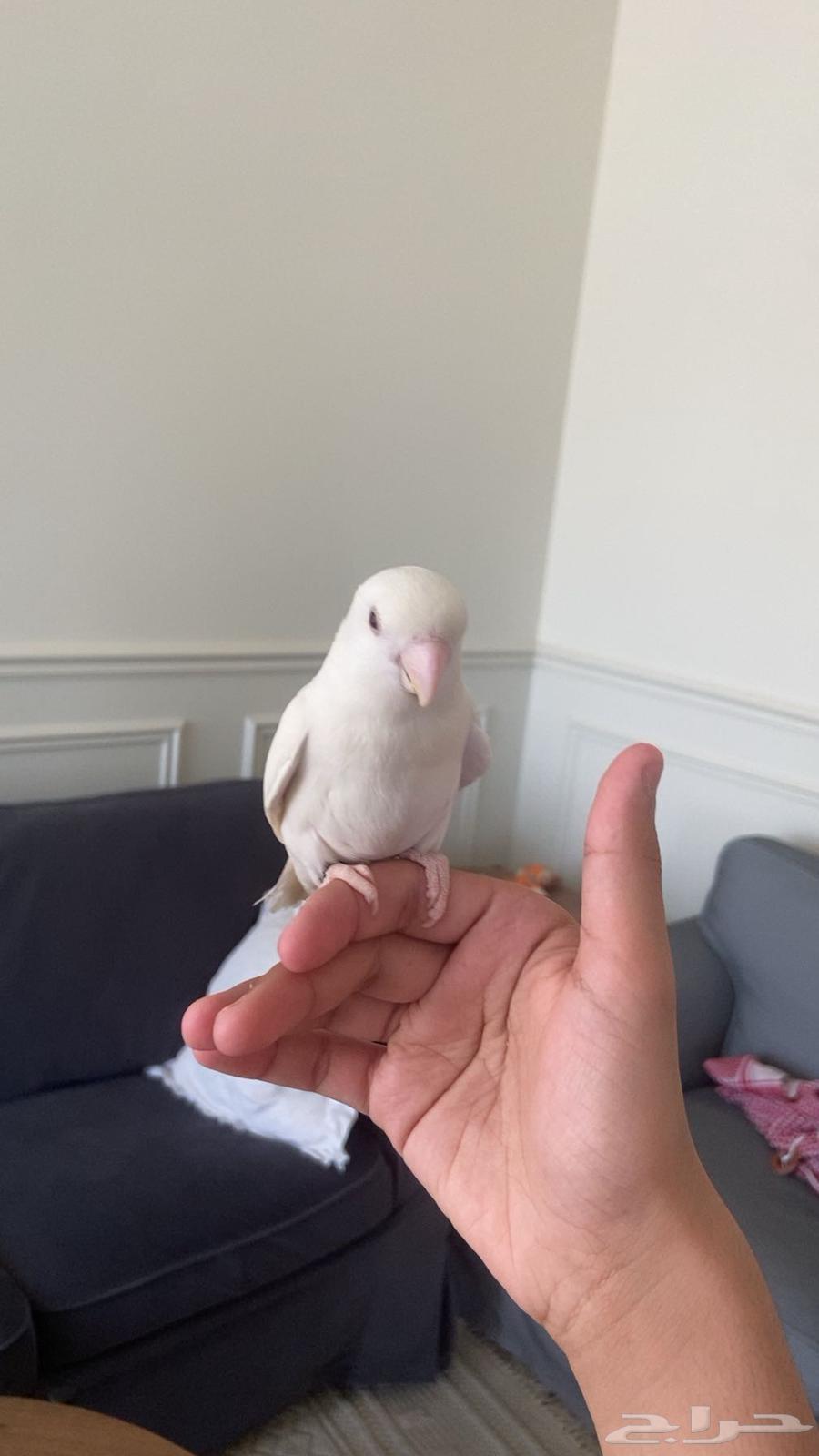 روز هدد داخلي متكلم يعطي بوسات64475805919619110