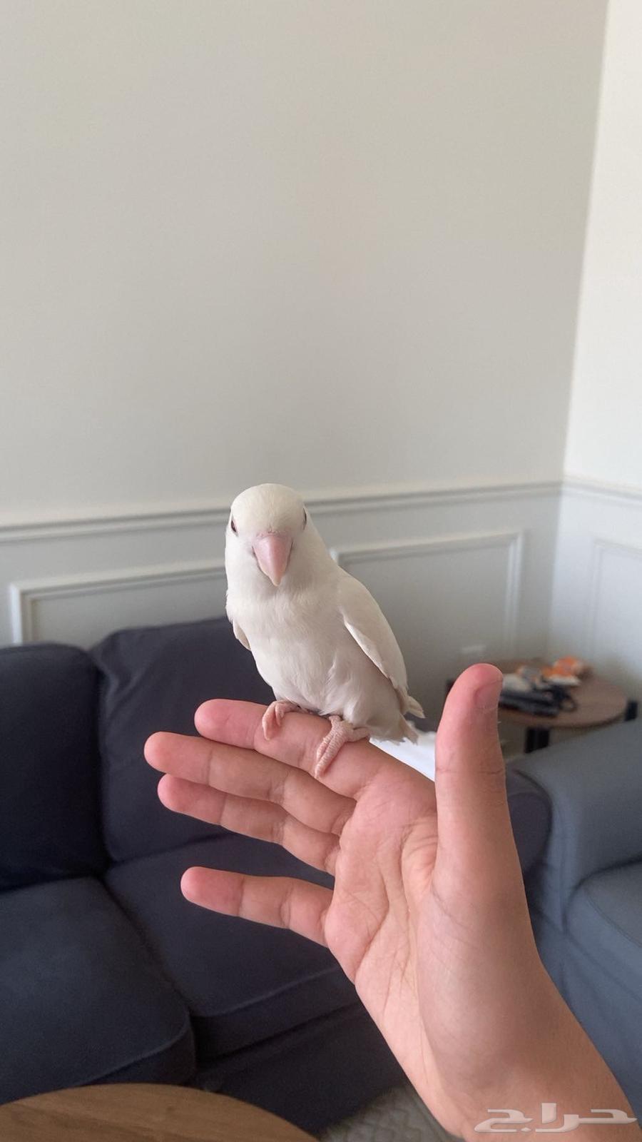 روز هدد داخلي متكلم يعطي بوسات64475805919619111