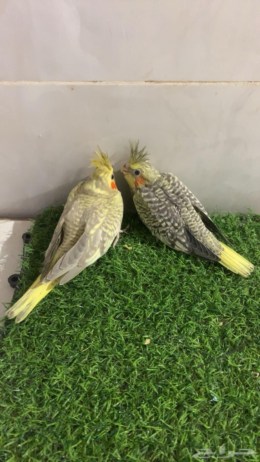 فروخ كروان   تم البيع64472816556929111