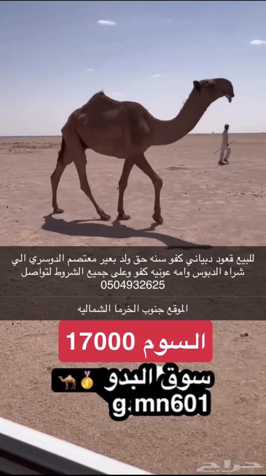 قعود كفو دبياني سنه حق64478279719299110