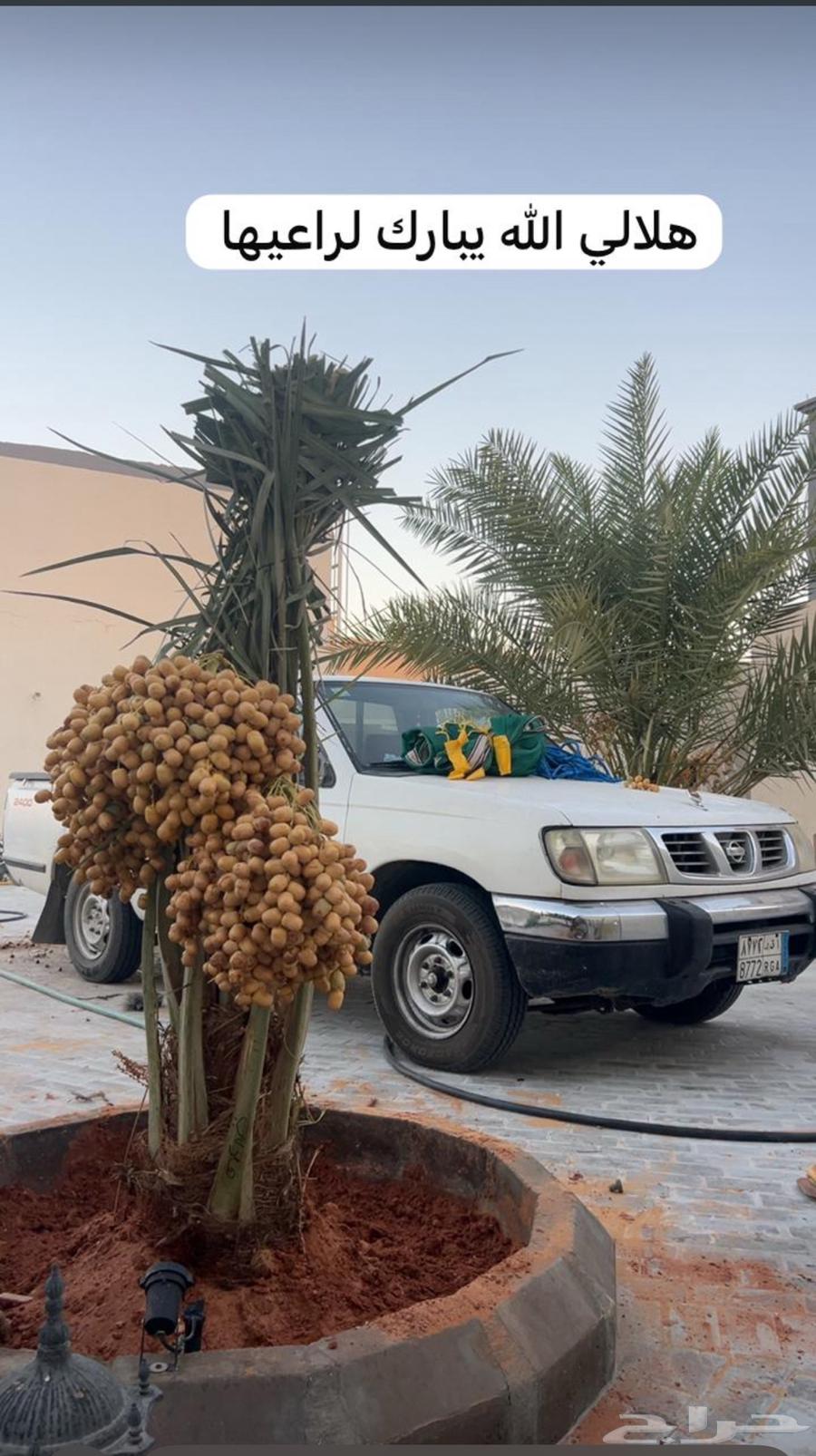 صقعي اللبيع64146340216578112