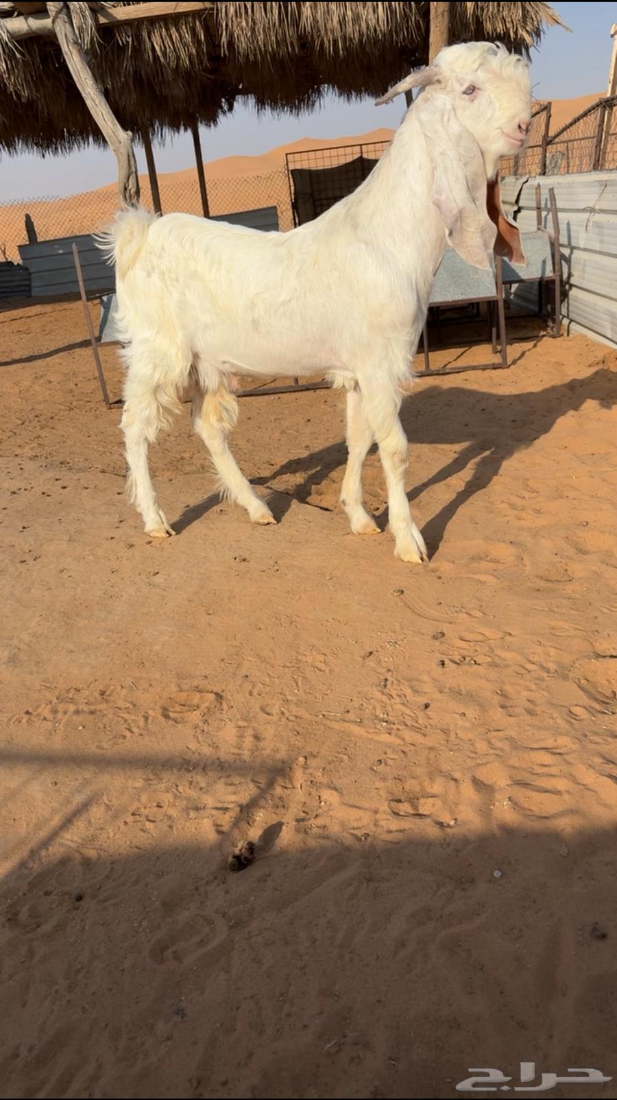 تم البيع64476935180547110