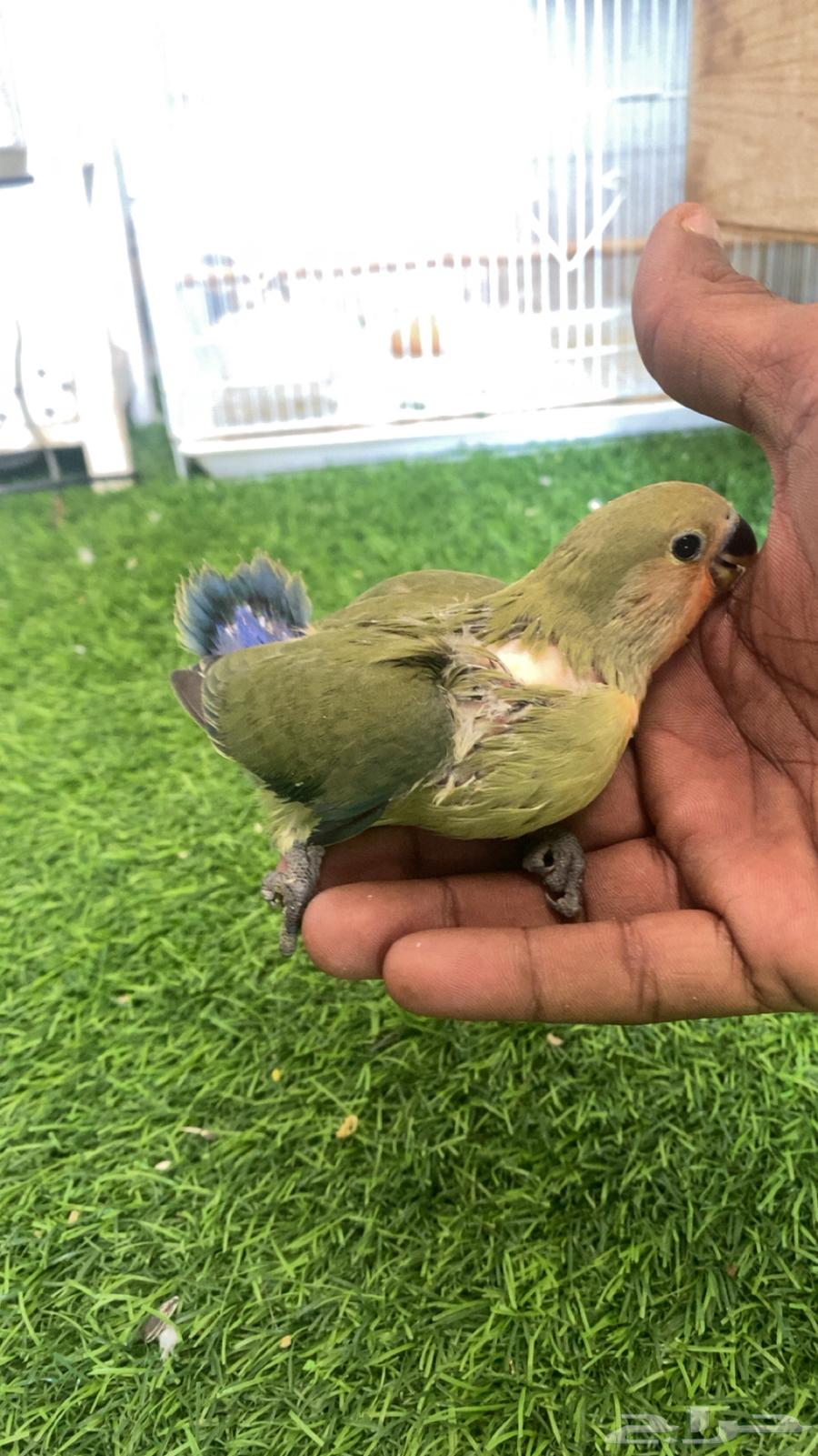 فروخ روز ألوان حلوه وتقبل غر ماشاءلله تم بيع64474638054019111