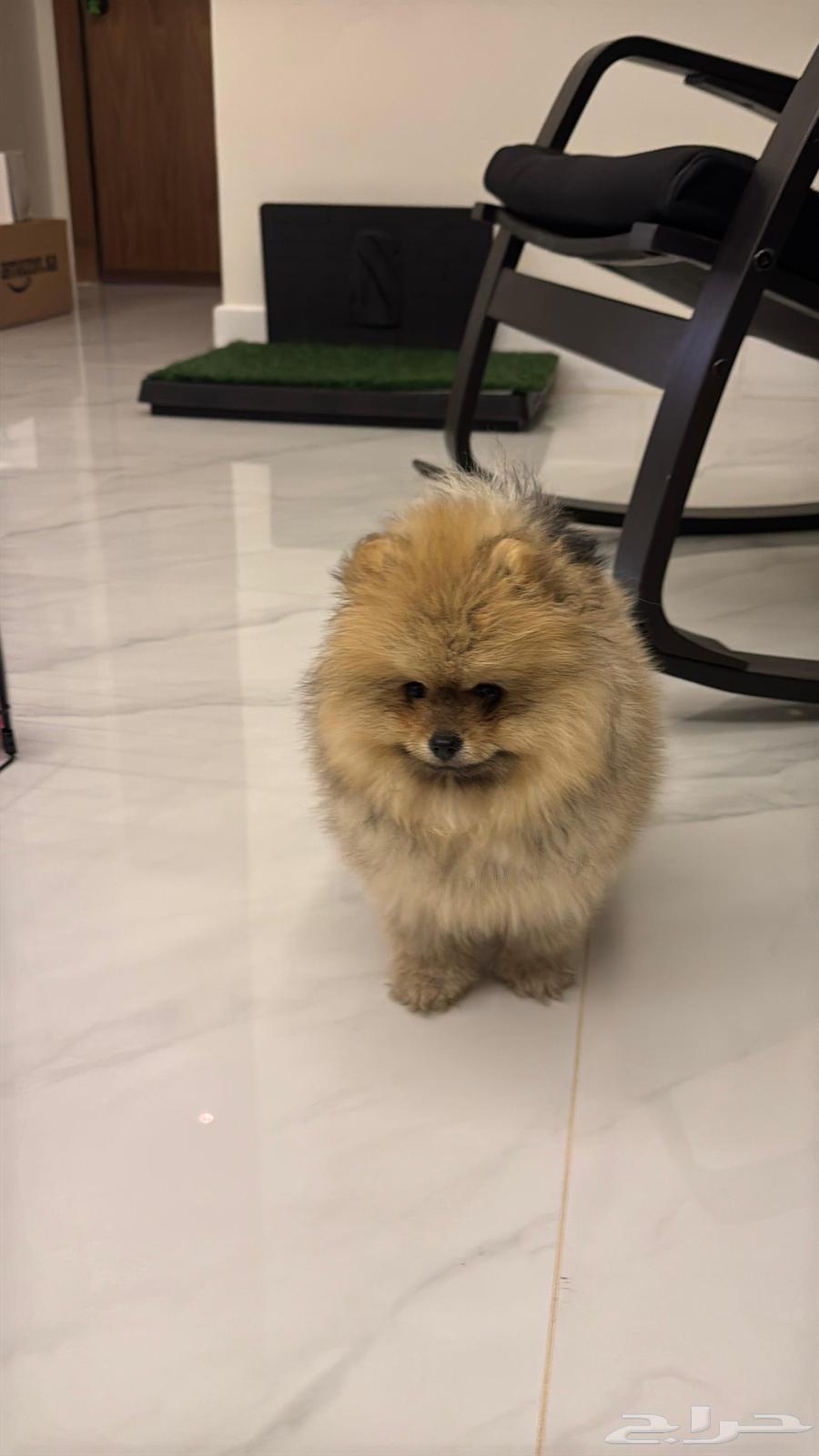 Pomeranian كلب بومرينيان تي64474075692929113