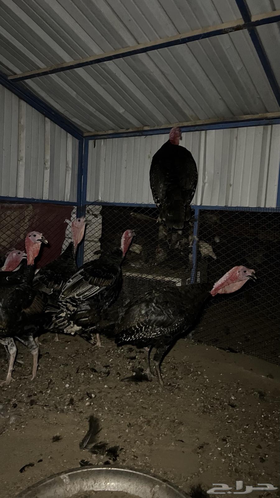 ديوك رومي (تم البيع)64477005452547112