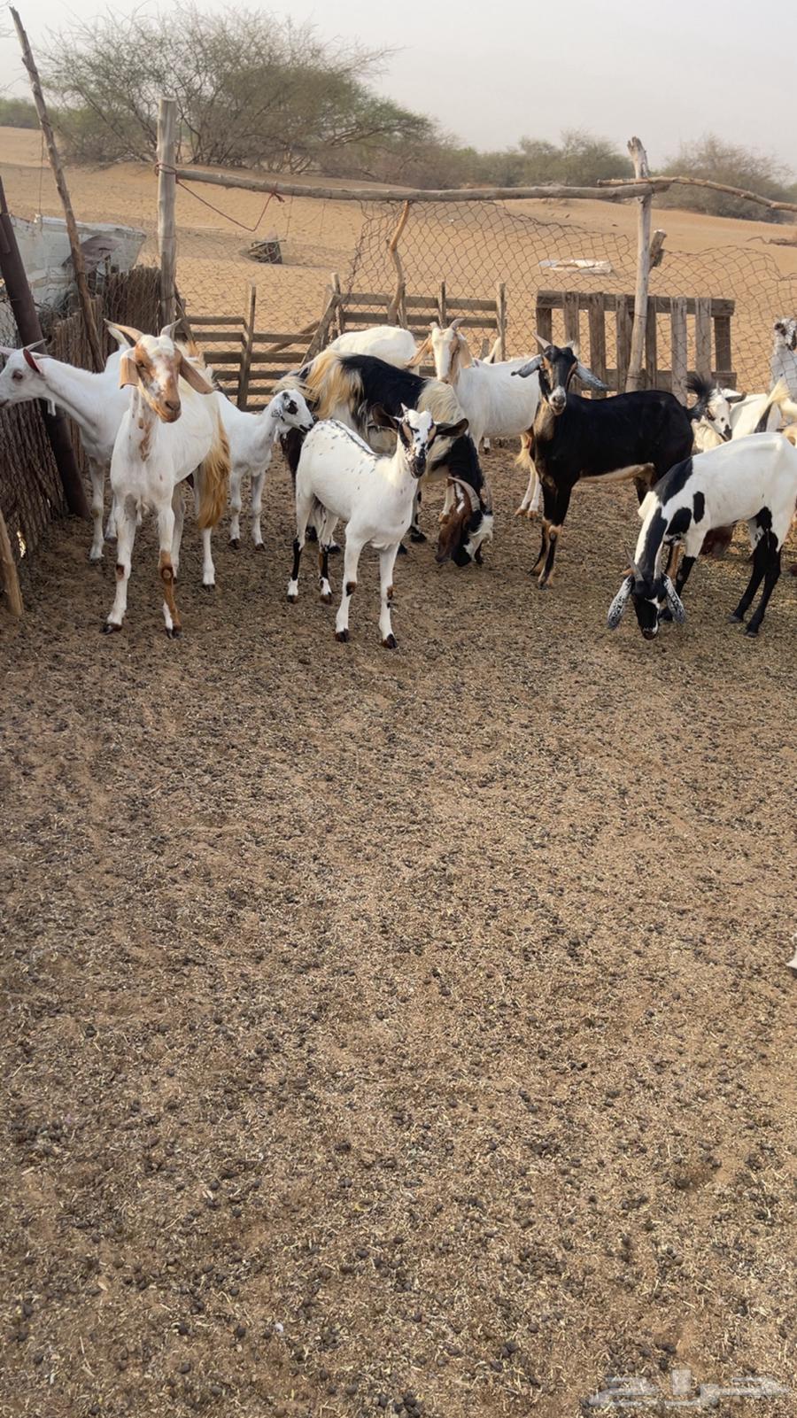 معزا للبيع64483232583681112