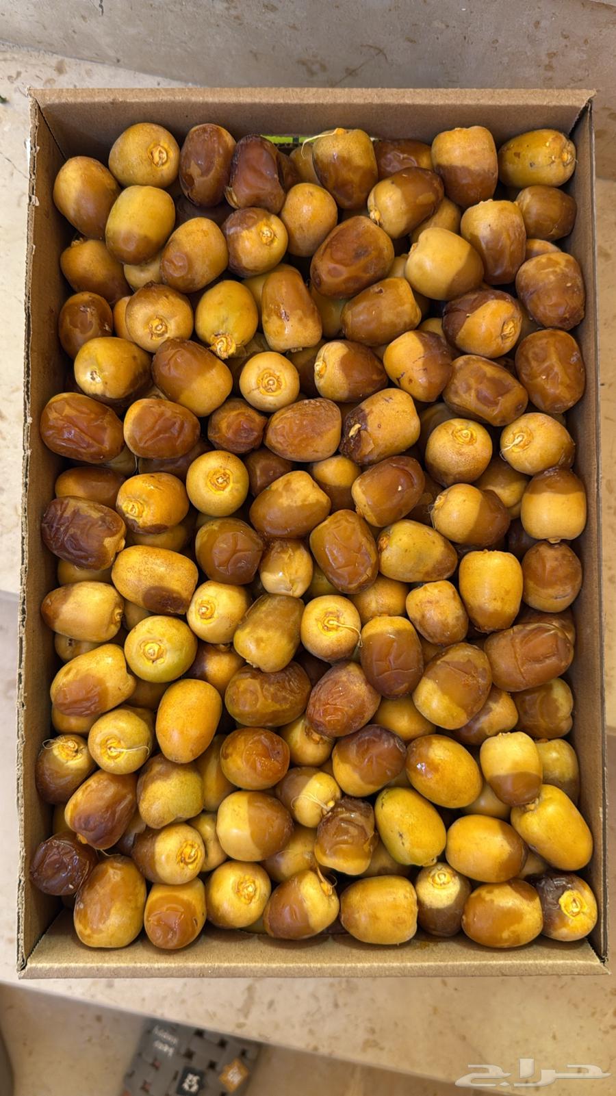 تمر سكري مفتل القصيم روثانه المدينه ورطب سكري64462117656962112