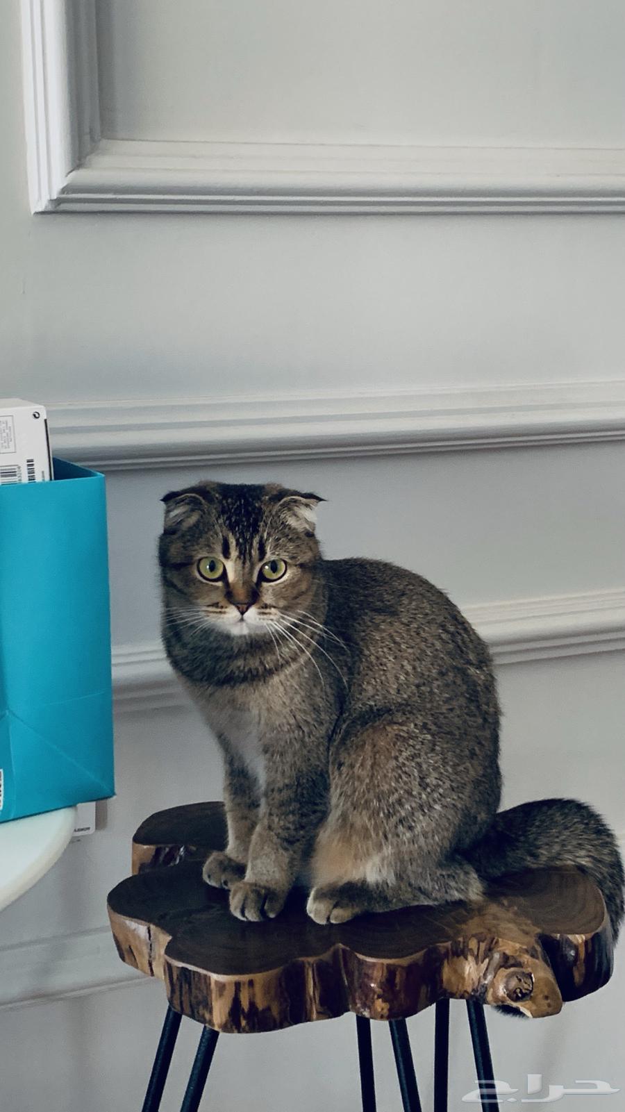 ام منتجه سكوتش من اب مستورد لرؤية صور عيالها بحسابي للربح64472803008897111