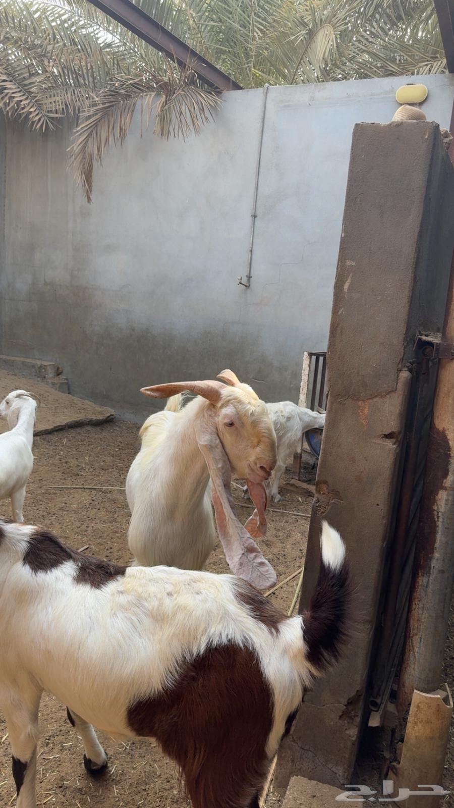 تيس فحل ابرص رفع و جباره64477880677891110