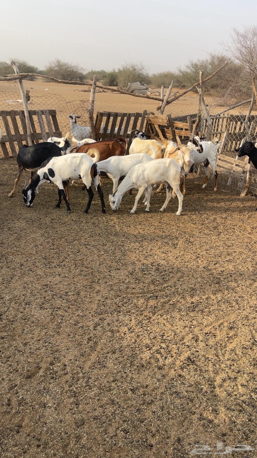 معزا للبيع64483232583681111