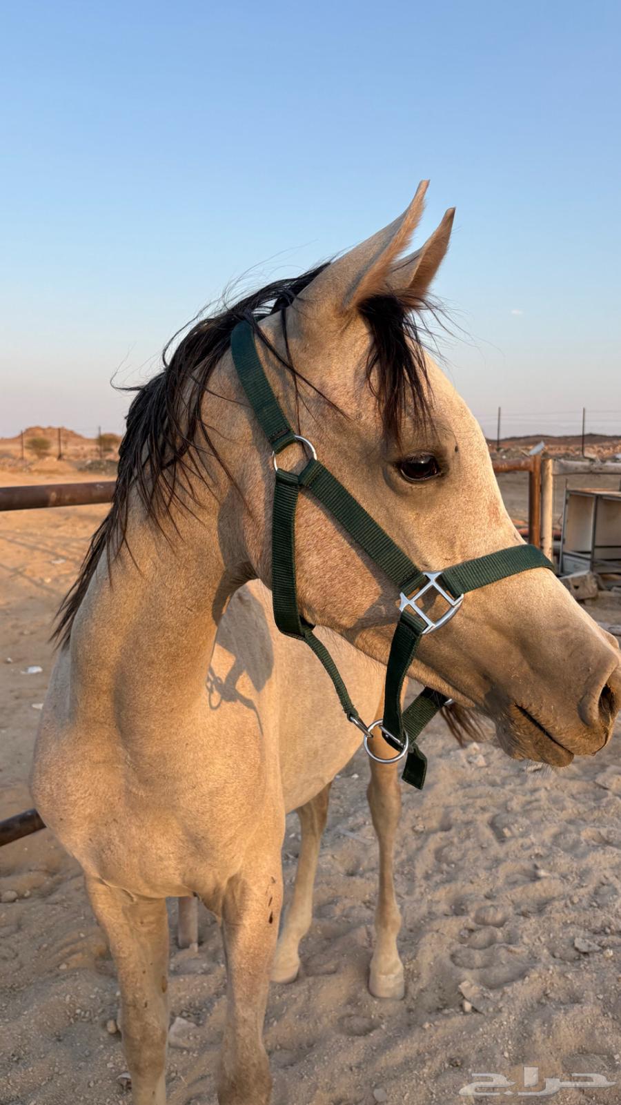 مهر للبيع اوراق للبيع64476488525315112